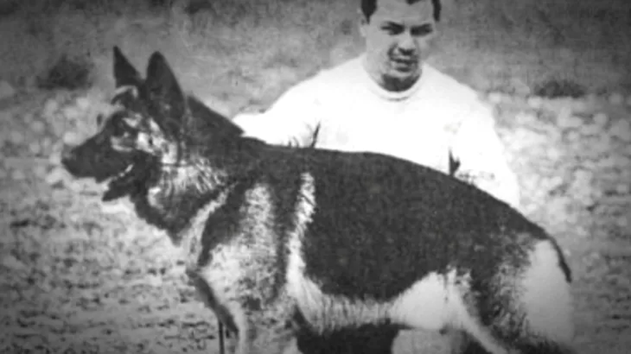 El Día Nacional del Perro se celebra en homenaje a Chonino, un perro de la Policía Federal que murió prestando servicio. 