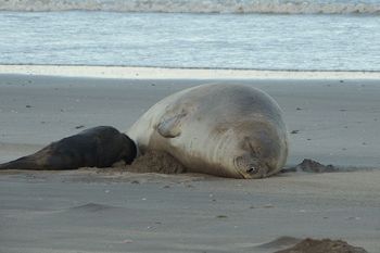 Nacieron crías de elefantes marinos en playas de la provincia de Buenos Aires.