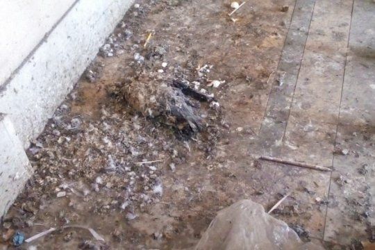 invasion de palomas en una escuela de la plata: ¿cual es el riesgo de no controlar las plagas?