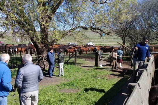 misterio en olavarria: se robaron 300 vacas y aparecieron en un campo usurpado