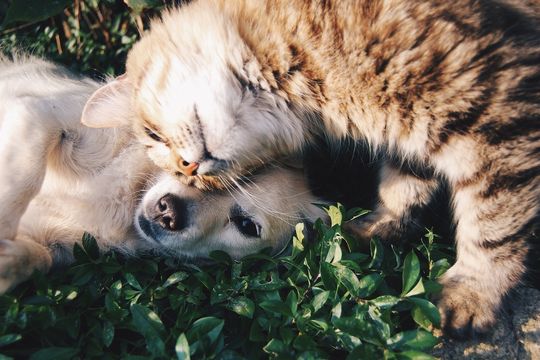 Se proclamó la declaración de Buenos Aires sobre la personalidad jurídica de los animales no humanos.