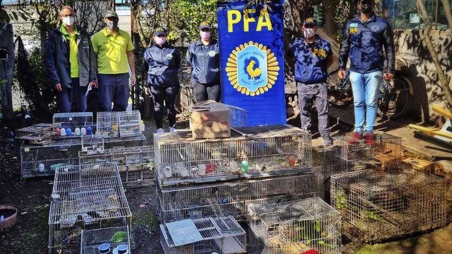 Este lunes, fueron rescatadas una centena de aves que eran vendidas ilegalmente en Mar del Plata, a trav&eacute;s de la red social Facebook.&nbsp;