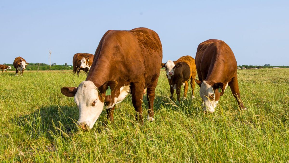 El Plan De Pasturas Que Busca Potenciar La Ganadería Bovina En La ...