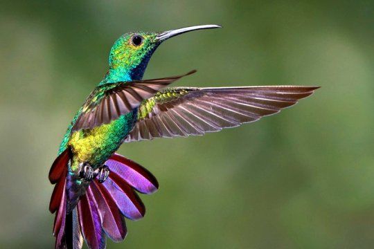 los picaflores tendran su espacio en la provincia: abriran el primer jardin de colibries del pais