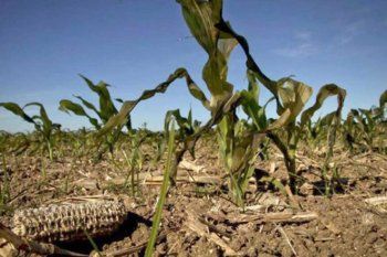 Por la sequía, el gobierno nacional ayudará a productores agropecuarios afectados.