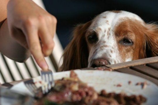asi impactan las sobras de comida en la salud de las mascotas, ¿pueden comer lo mismo que las personas?