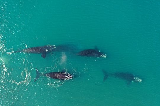 La ballena franca austral utiliza el Golfo San Matías como espacio de cría y reproducción. YPF pondrá allí el puerto para exportar GNL.