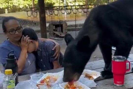 panico: un oso se da un festin con la comida de una familia en mexico