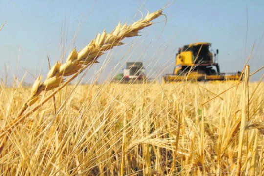Estiman una producción récord de trigo y cebada 
