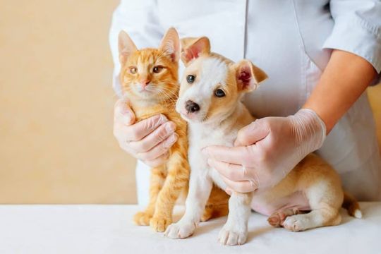  ¿Dónde vacunar perros y gatos gratis este viernes?