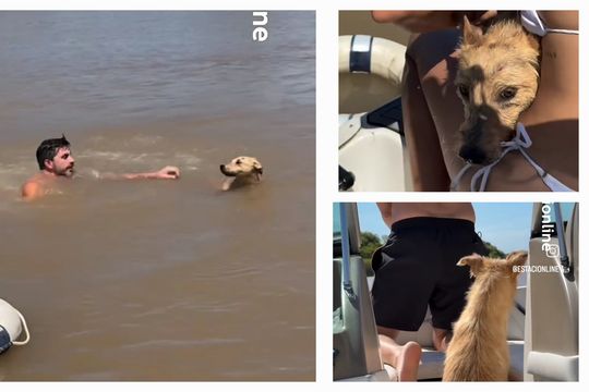 a bordo de la empatia: un perro rescatado en el delta del tigre conmueve a todos