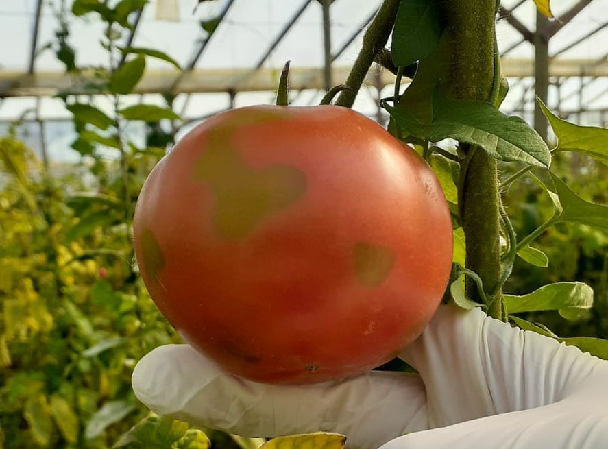El Senasa detectó el virus rugoso del tomate en una plantación de Luján.