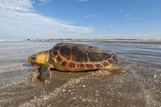 Una tortuga regresó al mar luego de quedar atrapada en una red de pesca.