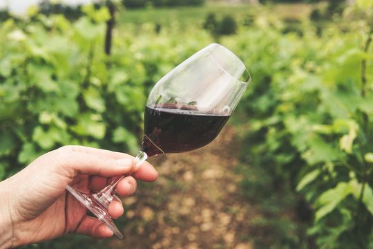 ya rige la ley de vino bonaerense: que implica y como beneficia a la industria