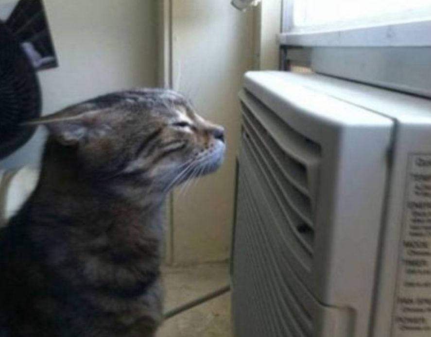 Qué hacer cuando el aire acondicionado larga olor a pis de gato