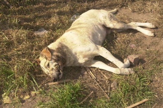 preocupacion: volvio la matanza de perros en un pueblo de la capital bonaerense