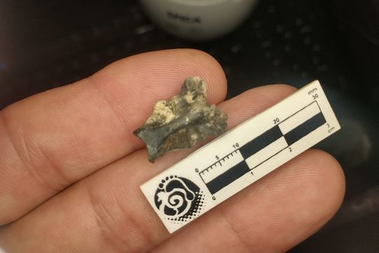 Encontraron el fósil de un pez que existió hace más de 200 mil años en la zona de San Pedro.