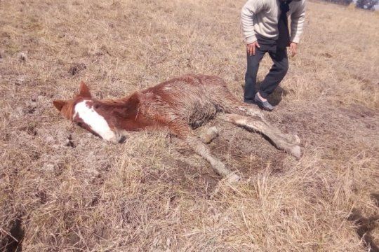 encuentran mas de 600 caballos robados en un campo de ezeiza: algunos estaban muertos y otros agonizando