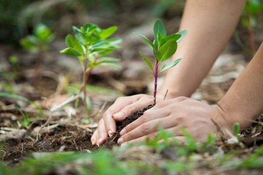 7 de julio: Se celebra el  Día Internacional de Conservación de suelo  desde 1963