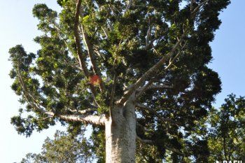 El árbol de cristal fue declarado Monumento Natural por la Cámara de Diputados bonaerense (Fotos: Bafilm - PBA)