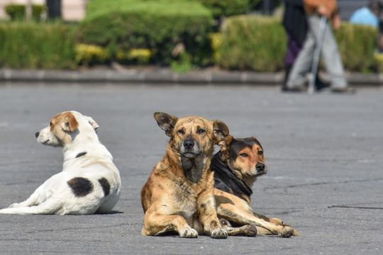 dia nacional del perro: por que se celebra el 2 de junio