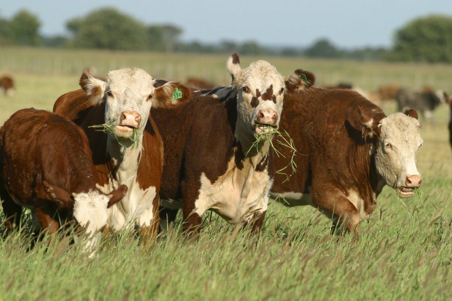 La NASA confirma que la ganadería argentina no contamina