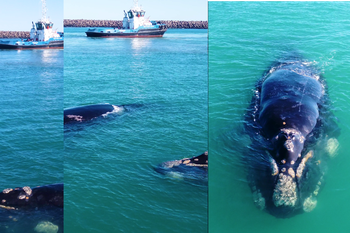 Increíble video de dos ballenas enl Puerto Quequén.