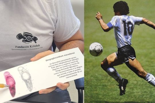 Diego Maradona es el nombre del parásito descubierto por un grupo de investigadores bonaerenses.