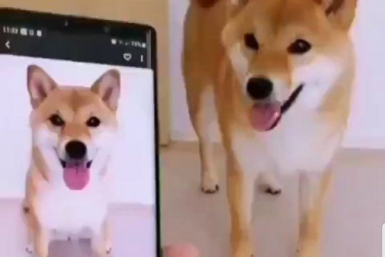 El video viral del perro que asombra a sus dueños imitándose a si mismo 