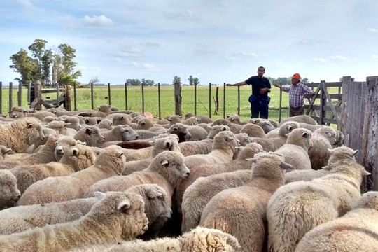 La Provincia anunció créditos para el sector ovino.