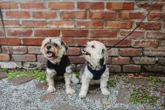 una ciudad bonaerense quiere declararse pet friendly: ¿que significa?