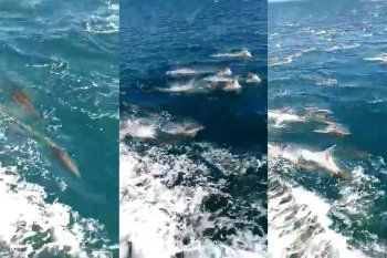 El paso de cientos de delfines por Mar Chiquita quedó filmado en un video que recorre las redes