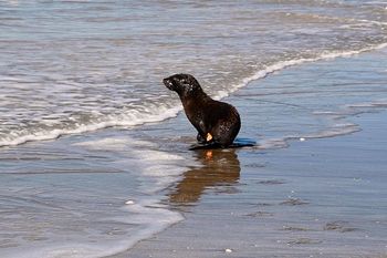 El lobo marino fue liberado en las playas de San Clemente del Tuyú