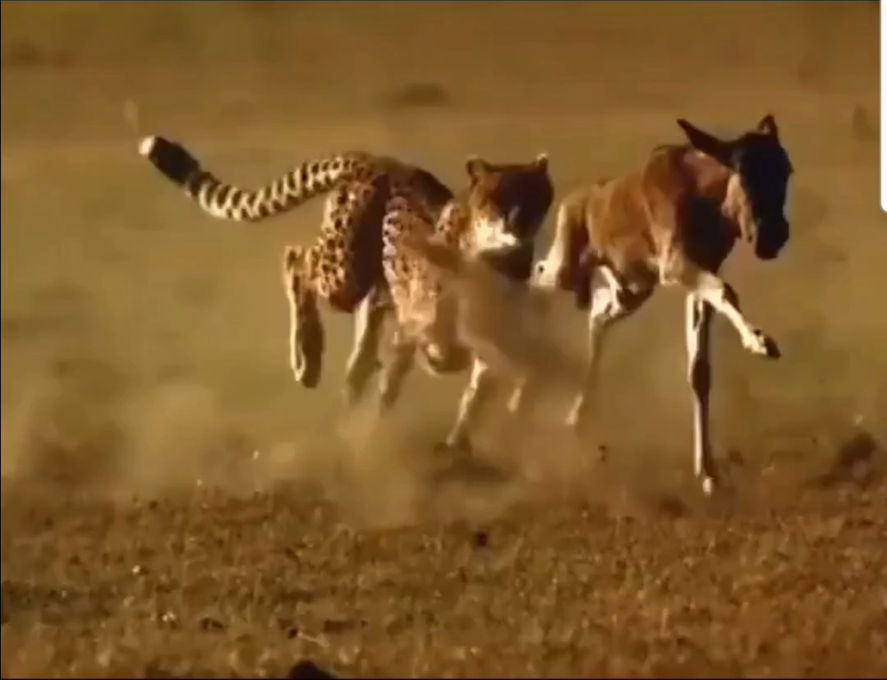 Video viral: Ciervo escapa de un guepardo con una estrategia apestosa
