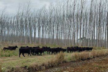La tecnología de punta que podría revolucionar a la ganadería bonaerense: los árboles
