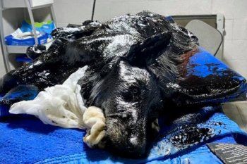 desesperado rescate en merlo: asi le salvaron la vida a una perra cubierta de brea