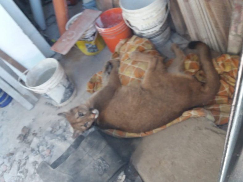 La Plata: abrieron la puerta de un galpón y encontraron a un puma