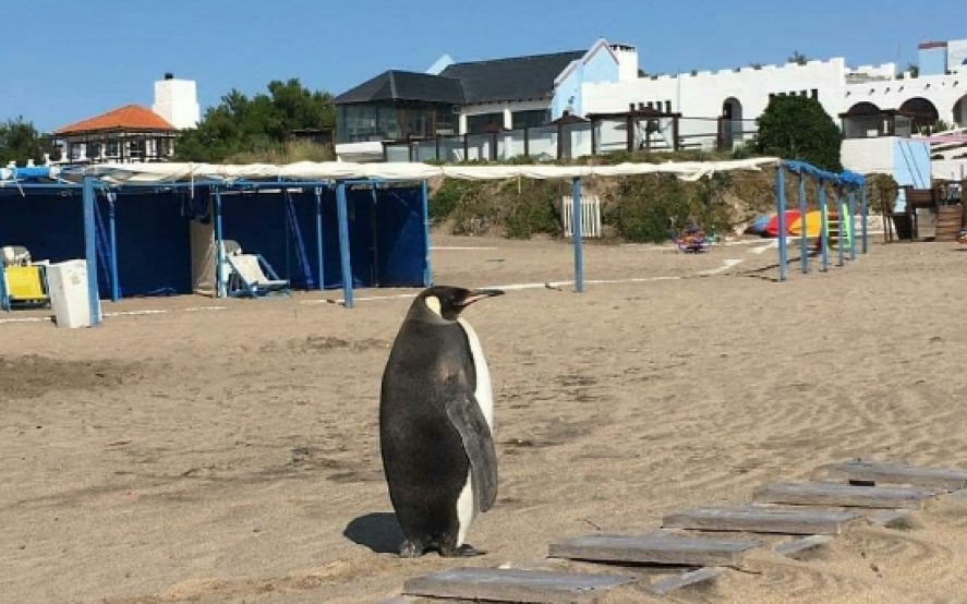 Sorpresa en Miramar: un pingüino salió del mar y llamó la atención de todos en la playa