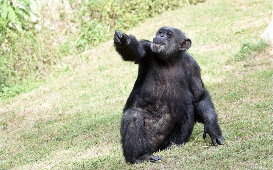 Adiós a otro de los íconos del Zoo platense: murió la chimpancé Judy