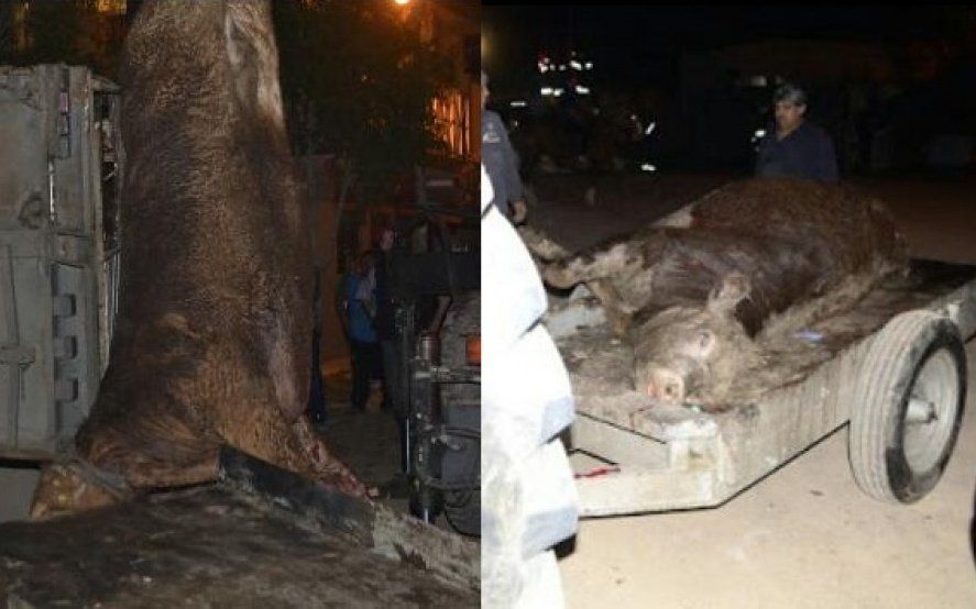 Volcó otro camión camino al matadero y defensores de animales intentan rescatar a las vacas heridas