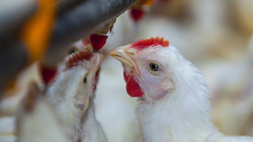 El segundo caso de gripe aviar en un ave de corral apareció en territorio bonaerense