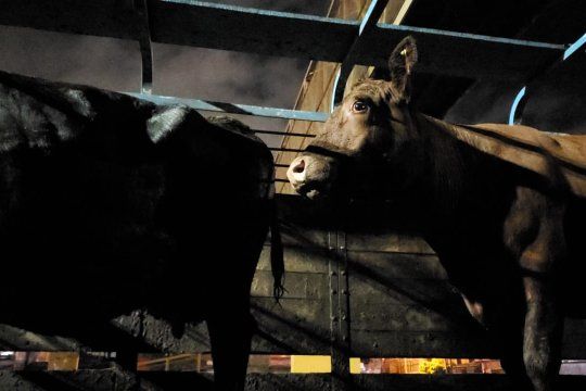 Proteccionistas se acercaron hasta la autopista para intentar rescatar a algunas de las vacas accidentadas