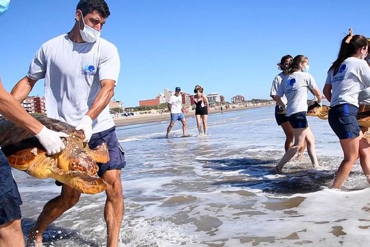 Los seis ejemplares de tortugas marinas fueron devueltos al mar en las playas de San Clemente del Tuyú