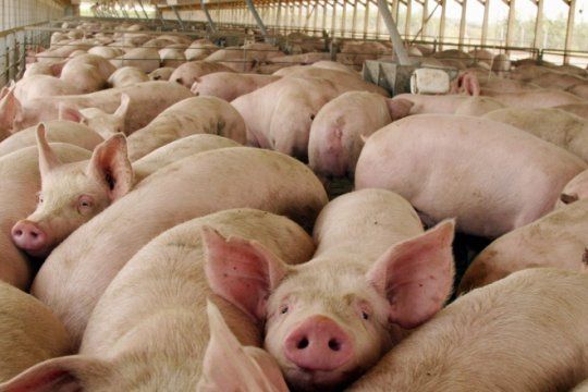 freno a la importacion de cerdos: presentan iniciativa para cuidar la produccion porcina bonaerense