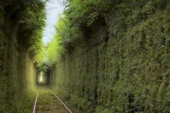 Un paseo por el mágico túnel de árboles de Cañuelas en vias del tren Roca