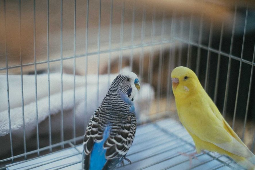 En Mar del Plata rescataron 100 aves que eran vendidas en Facebook.