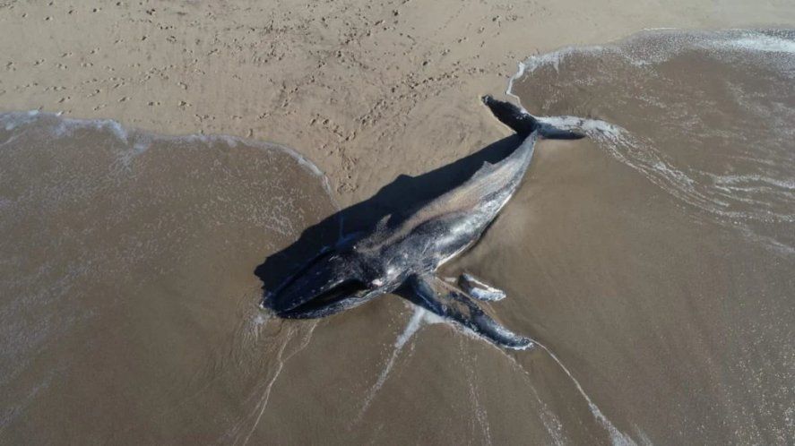 Apareci&oacute; una ballena jorobada muerta en las playas del sur de Mar del Plata. (FOTO: DIARIO LA CAPITAL)