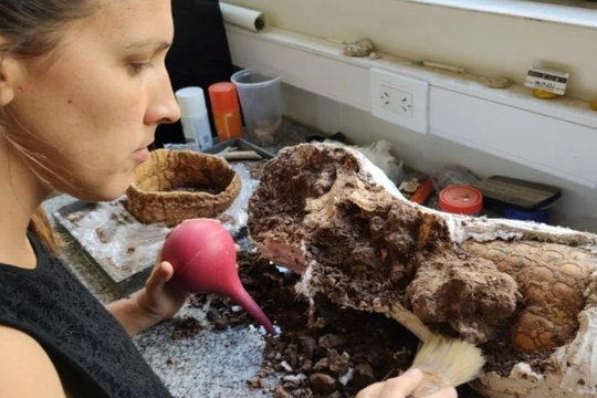 Mar del Plata: restos de gliptodonte