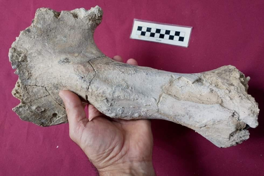 En San Pedro hallaron restos fósiles de un perezoso gigante de más de 200 mil años.