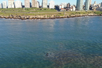 las ballenas volvieron a dar un espectaculo a metros de la costa de mar del plata